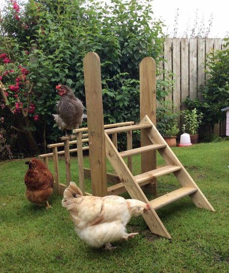 Chicken gym made by my husband. bluebell seems to lie it :) Chicken Playground Ideas, Chicken Playground, Backyard Animals, Cute Chicken Coops, Easy Chicken Coop, Chicken Barn, Chicken Toys, Chicken Coop Run, Backyard Chicken Farming