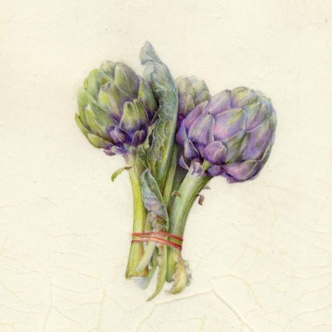 Click on any Image to expand for viewing…. Vegetable Drawing, Vegetable Painting, Vegetable Illustration, Flower Drawing Tutorials, Watercolor Fruit, Illustration Botanique, Botanical Painting, Botanical Watercolor, Botanical Drawings