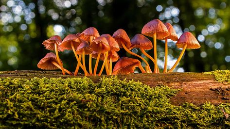 mycorrhizal fungi - Google Search Dnd Underdark, Gardening Basics, Mushroom Images, Shitake Mushroom, Edible Mushrooms, Mushroom Fungi, Tree Care, Exeter, Marketing Manager