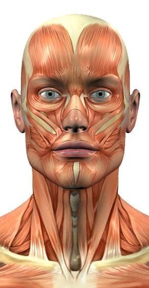 Face Muscles Anatomy, Muscles Reference, Neck Muscle Anatomy, Face Muscles, Head Muscles, Human Muscle Anatomy, Muscles Of The Face, Head Anatomy, Face Anatomy