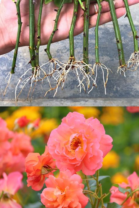 How to grow roses from cuttings easily! Compare the BEST & worst ways to propagate in water or soil, using potatoes, & root by air layering. - A Piece of Rainbow backyard, garden, flower gardening ideas, flowers, spring, summer, propagation, rooting plants #roses #propagation #backyard #gardens #gardening #gardeningtips #gardenideas #containergardening #diy #summer #spring #porch Rose Propagation In Water, How To Root A Rose Stem, Roses Propagation, Roses In Potatoes, Rose Propagation, Grow Roses From Cuttings, Propagate In Water, Roses From Cuttings, Propagate Roses