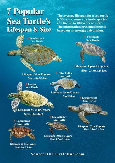 Sea Turtle Species, Types Of Turtles, Fish Chart, Sea Turtle Pictures, Turtle Names, Loggerhead Sea Turtle, 2025 Goals, Green Sea Turtle, Sea Turtles