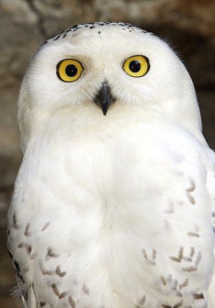 Harry Potter Hedwig, Harry James, Harry James Potter, White Owl, James Potter, Harry Potter, White