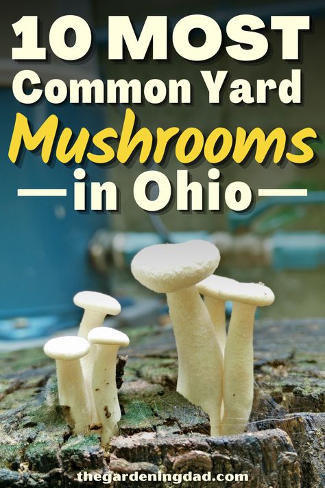 Do you have those annoying mushrooms in your yard? The Gardening Dad will go over the 10 most common yard mushrooms and what to do about it. #Thegardeningdad #mushrooms #veggies Common Mushrooms, Fall Mushrooms, Edible Wild Mushrooms, Mushroom Identification, Vegetable Planters, Food Hunter, Morel Mushroom, Mushroom Hunting, Edible Mushrooms