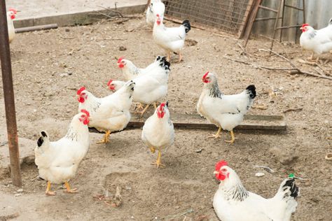 Chicken Mites, Delaware Chickens, Natural Insecticide, Day Old Chicks, Types Of Chickens, Chicken Owner, Dust Bath, Quails, Raising Backyard Chickens