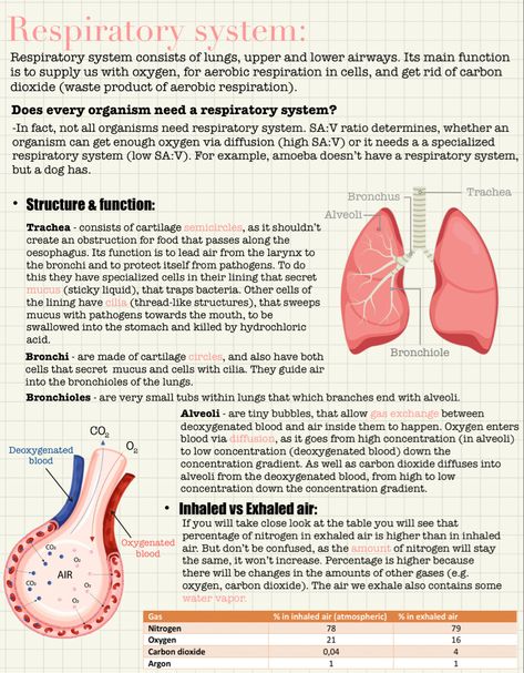 Respiratory System Aesthetic Notes, Anatomy And Physiology Respiratory System, Respiratory System Notes Nursing Schools, Respiration In Humans Notes, Respiratory Physiology Notes, Anatomy Of Respiratory System, Excretion And Osmoregulation Notes, The Respiratory System Notes, Lung Anatomy Notes