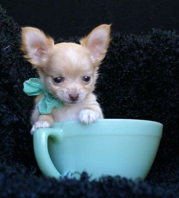 Puppy Sitting, Chihuahua Puppy, Teacup Chihuahua, Cute Chihuahua, Chihuahua Love, Chihuahua Puppies, Chihuahua Dogs, Little Dogs, I Love Dogs