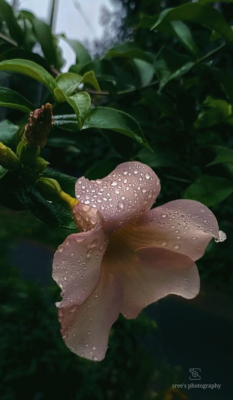 Flowers And Rain Aesthetic, Rain Flowers Photography, Rain And Flowers Aesthetic, Rain Profile Picture, Rainy Flowers Aesthetic, Rain Flowers Aesthetic, Rain On Flowers, Flowers With Rain, Flowers After Rain