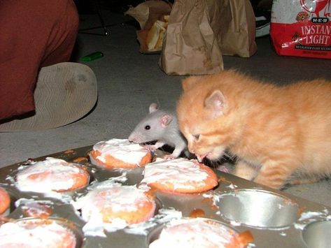 Cat And Rat, Tabby Cat, Best Friends, Orange, Funny