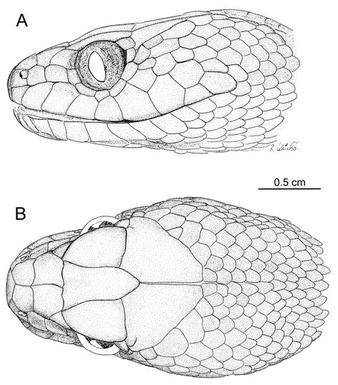 Serpent Drawing Reference, Snake Anatomy Illustration, Snake Head Anatomy, Snake Head Illustration, Snake Body Drawing, How To Draw A Snake Head, Snake Anatomy Drawing, Snakes Reference, Snake Top View