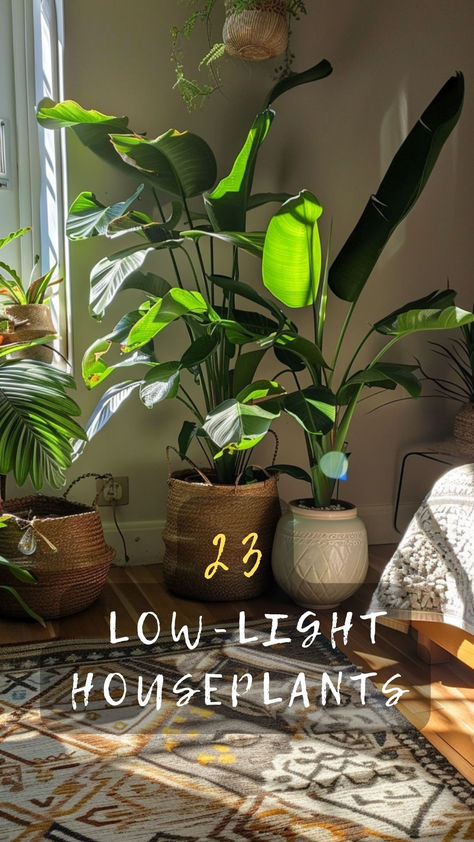 Thriving Plants For Low-Light Rooms! Discover The Best Houseplants That Grow Well Even In Low Light Conditions. Ready To Green Up Your Space? Click To Explore And Grow! 🌿🏡 #LowLightPlants #Houseplants #GreenYourSpace #ExploreAndGrow #PlantCare Lights In Potted Plants, Large Low Light House Plants, How To Decorate With House Plants, Plant Lights Indoor Setup Living Room, Plants Dark Room, Bedroom Plants Low Light, Best Indoor Plants For Low Light, Low Light Bedroom, Indirect Light Plants