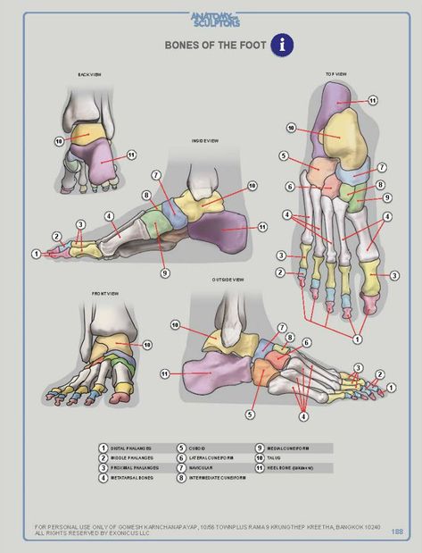 ANATOMY FOR SCULPTORS Anatomy For Sculptors, Leg Anatomy, Foot Anatomy, Feet Drawing, Anatomy Bones, Gross Anatomy, Skeleton Anatomy, Anatomy Sculpture, Human Body Anatomy