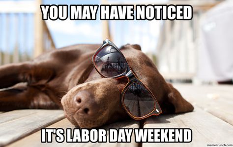 A Collection Of The Best Labor Day Memes Labor Day Meme, Closed Today, Dog With Glasses, Labor Day Weekend, Happy Labor Day, Brown Dog, Sleeping Dogs, Love Pet, Chiropractic