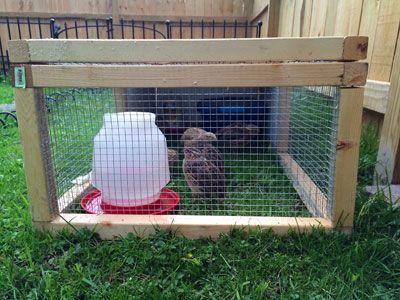 Diy Quail Tractor, Quail Tractor Diy, Quail Tractor, Winterizing Quail Coop, Quail Grow Out Pen, Raising Quail On The Ground, Diy Button Quail Cage, Quail House, Red Fork