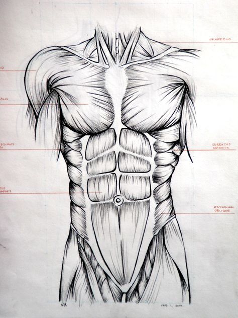 Drawing. Abdominal muscles. Abdominal Muscles Anatomy Drawing, Muscle Drawing Sketches, Body Muscles Anatomy Drawings, Muscular System Drawing, Female Abs Drawing Reference, Muscles Anatomy Drawing, Muscle Anatomy Drawing, Muscles Drawing, Muscle Drawing