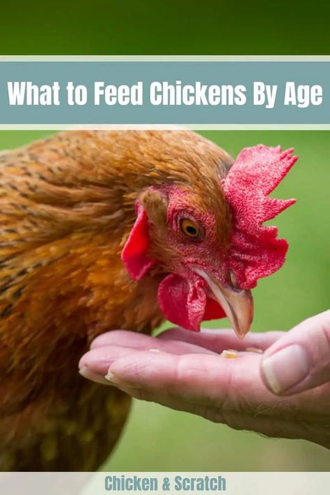 What To Feed Chickens As They Grow What To Feed Chickens, Cheap Chicken Coops, Layer Feed, Types Of Chickens, Chicken Keeping, Chicken Eating, Raising Backyard Chickens, Laying Hens, Keeping Chickens