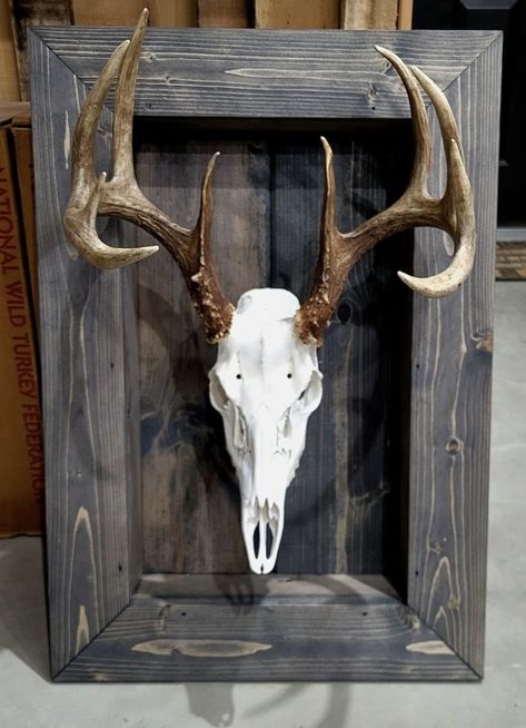 Animal Hide Decor, European Mount Display, Euro Mount Ideas, European Skull Mount Ideas, Deer Antler Mount Ideas, Antler Display Ideas, European Deer Mount Ideas, Antler Mount Ideas, European Deer Mount