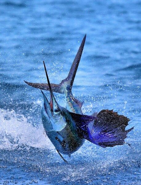 Guatemalan sailfish Marlin Fishing, Don Corleone, Fauna Marina, Big Game Fishing, Salt Water Fishing, Salt Water Fish, Blue Marlin, Offshore Fishing, Fishing Pictures