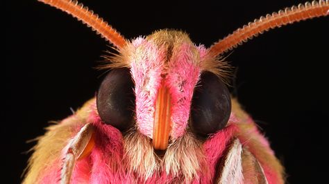 The scientists who developed the anti-reflective film were inspired by tiny, light-trapping structures on moth eyes that help the insects avoid predators. Moth Eyes, Black Contacts, Lunar Moth Tattoo, Beautiful Moths, Giant Moth, Rosy Maple Moth, Moth Tattoo Design, Moth Art, Hawk Moth