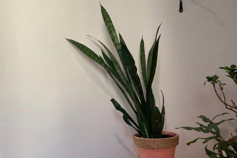 Snake Plant Falling Over? (Solved) – Indoor Plants for Beginners Snake Plant Bathroom, Indoor Plants For Beginners, Plants For Beginners, Snake Plant Care, Sansevieria Plant, Snake Plants, Zz Plant, Fall Over, Burning Questions