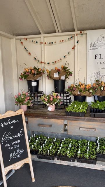 Niki Irving | Flourish on Instagram: "The Farmstand is open today!!! Come on out and fill your gardens with flower starts from our plant sale. And snag the very first spring flowers for your home 🌸 Open until 5pm" Flourish Flower Farm, Plant Farmers Market, Farm Stand Flowers, Selling Flowers From Home, Spring Market Ideas, Plant Sale Display, Diy Flower Stand Display, You Pick Flower Farm, Plant Sale Ideas