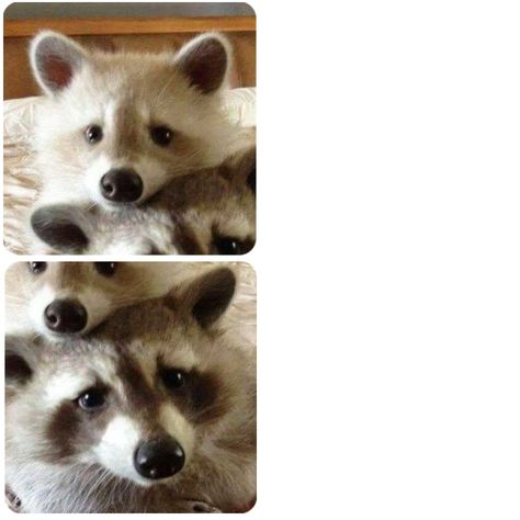 Matching Pfp Couple Raccoon, Matching Racoons Pfp, Raccoon Matching Pfp Couple, Matching Raccoon Pfps, Racoon Matching Pfp, Raccoon Matching Pfp, Couples Pfp, Animal Pfp, Raccoon Art