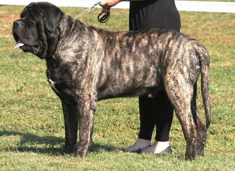 English Mastiff Brindle English Mastiff, British Mastiff, English Mastiff Dog, English Mastiff Puppies, Mastiff Breeds, Giant Dog Breeds, Mastiff Puppies, Fierce Animals, Big Puppies