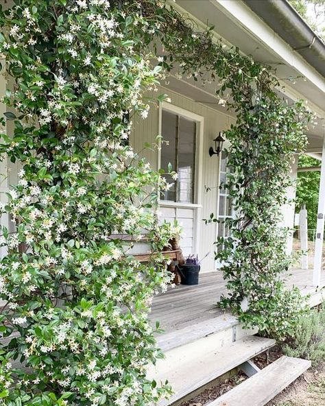 Climbing Jasmine On House, Jasmine Bush Landscaping, Jasmine Plant Outdoor, Jasmine Flower Garden, Jasmine Arbor, Jasmin Plant, Trailing Jasmine, Climbing Jasmine, Jasmine Plant Indoor