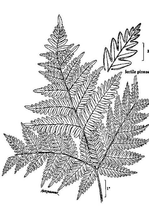 Really nice drawing of a Bracken Fern. Fern Drawing, Creature Tattoo, Bracken Fern, Fern Tattoo, Arm Tats, Nature Tattoo, Watership Down, Cat Books, Sunday School Crafts