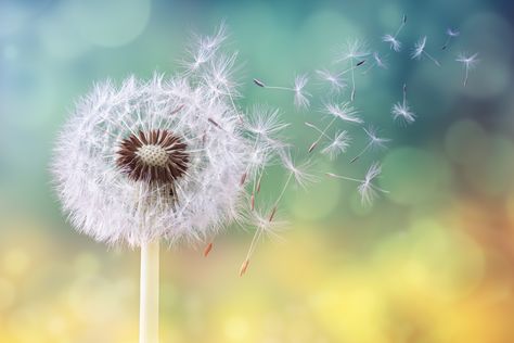 Five tips from motivational coach Kevin Carroll on how to accept with change in your life in the most positive way possible. Dandelion Clock, Dandelion Seed, Seasonal Allergies, Dandelion Flower, Allergy Symptoms, 수채화 그림, Liver Health, Morning Sun, Homeopathy