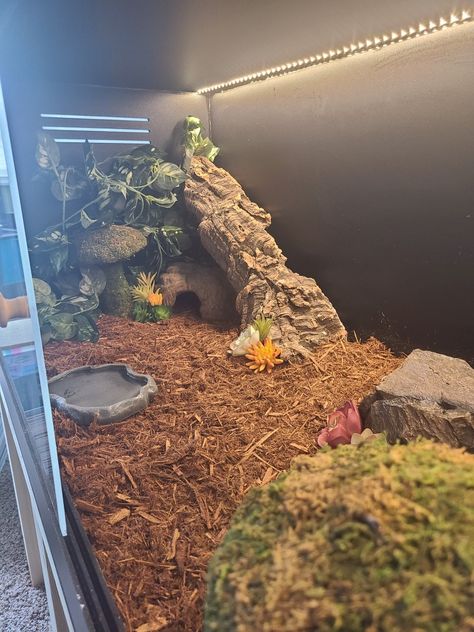 10 Gallon Snake Tank, Cute Snake Enclosure Ideas, Goth Snake Enclosure, Corn Snake Enclosure Ideas Diy, Corn Snake Habitat, Snake Inclosers, Diy Snake Enclosure Decor, Hog Nose Snake Enclosure, Hognose Snake Enclosure Ideas