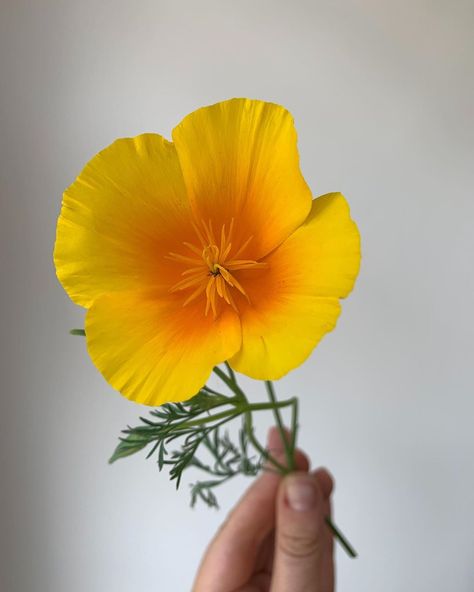 Polina Chentsova on Instagram: “California poppy 💛🧡” How To Draw A California Poppy, Californian Poppies, California Poppy Tattoo, California Poppy Flower, Golden Poppy, California Poppies, Trippy Drawings, Princess Cruise Ships, Poppies Tattoo