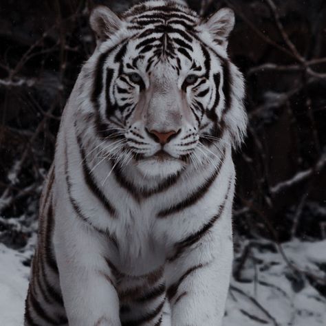 Tiger Aesthetics, Tiger Aesthetic, Most Beautiful Animals, Paws And Claws, Incredible Creatures, Wild Creatures, Cute Animals Images, Luxury Pet