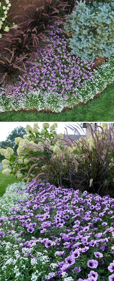 Greet family and friends to your home with an entryway garden. In this photo, White Knight Lobularia's trailing habit and masses of fragrant white blooms act as a groundcover, setting the stage for Supertunia Bordeaux Petunia's plum purple flowers to shine. Purple Fountain Grass completes the trio, adding height and drama that complements the purples of the petunias. Easily recreate this garden yourself with Do it yourself with our Entryway Garden plan complete with diagram and shopping list! Supertunias In Landscape, Purple And White Landscaping Front Yards, Pink And Purple Landscaping, Purple White Garden, Supertunia Bordeaux Petunia, Purple Fountain Grass Landscape, Purple Garden Ideas, Purple Flower Landscape, White And Purple Garden