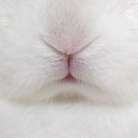 Bun nose! Somebunny Loves You, Bunny Face, Animals Friends, Bunny Rabbit, Animal Kingdom, Animals Beautiful, Make Me Smile, Alice In Wonderland, Baby Animals