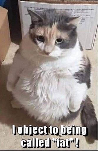 I object to being called "fat" ! Cat Standing, Chubby Cat, Fat Cat, Funny Cat Memes, The Funny, Funny Cat, Cat Memes, Funny Cats