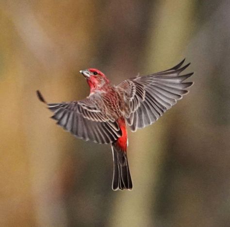 Finch Flying, House Finch, Finches Bird, Animal Study, Backyard Birds, Birds Tattoo, Birds Flying, Wild Ones, Birdy