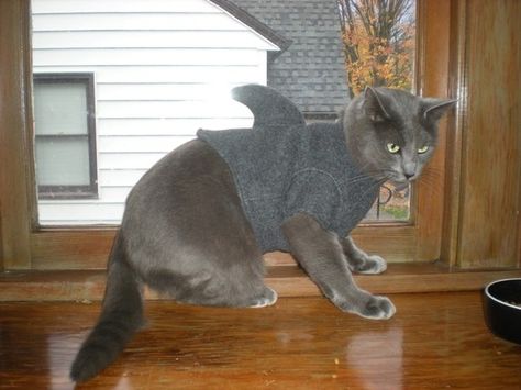 omg. Bear is definitely getting a shark costume for Halloween. Shark Halloween Costume, Shark Cat, Cats Halloween, Shark Costumes, Cat Halloween Costume, Cat Sweater, Grey Cat, Dog Halloween Costumes, Rare Birds