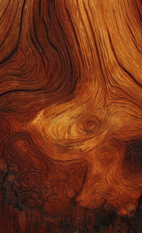 The remaining color of a log caught on fire. #naturaltexture #inspiredbynature #organicdesign #scientia Logging Aesthetic, Log Aesthetic, Log Texture, Wood Aesthetic, Indian Bedroom Decor, Brown Nature, Tree Textures, Herbal Apothecary, Photo Texture