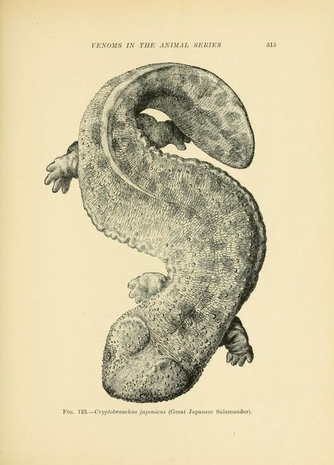 Venoms; - Biodiversity Heritage Library Animal Encyclopedia Aesthetic, Natural History Illustration, Animal Dictionary, Eel Scientific Illustration, Venomous Animals, Illustrated Encyclopedia, Stair Art, Biodiversity Heritage Library, Science Illustration