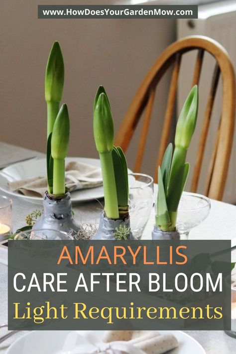 Amaryllis Care, Amaryllis Plant, Fairy Garden Containers, Christmas Cactus Plant, Outside Plants, Amaryllis Flowers, Plant Care Houseplant, Amaryllis Bulbs, Healing Plants