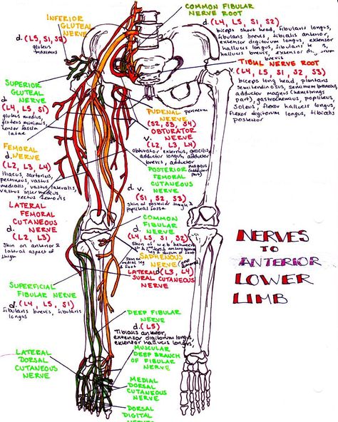 #Nerves of the anterior lower #limb!! Follow link in bio to zoom in!! #nervous #neuro #nerve #anatomy #humanbody #leg #legs #medicalillustration #medicine #med #medschool #medstudent #medicalschool #medicalstudent #student #doctor #nurse #nursing #nursingschool #health #science #smartwork #knowledgeispower Lower Limb Anatomy, Limb Anatomy, Medicine Notes, Medical Student Study, Medicine Student, Medical School Studying, Nursing School Notes, Lower Limb, Human Anatomy And Physiology