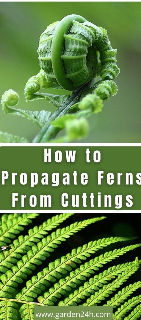 How to Propagate Ferns From Cuttings (Step-By-Step) Propagating Ferns From Cuttings, How To Propagate Boston Fern, How To Propagate Ferns, Fern Garden Landscaping, Propagating Ferns, Propagate Ferns, Fern Propagation, Indoor Fern Plants, Boston Fern Indoor