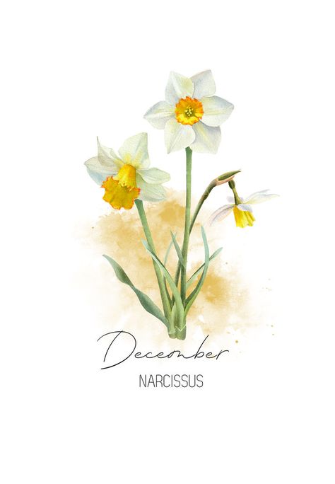 December birth flower, Narcissus birth flower. A beautiful watercolor illustration of the elegant Narcissus that you can find on Greeting Cards, Mugs, T-Shirts, Throw Pillows, nature-inspired wall art, and much more. A thoughtful and timeless gift for garden lovers born in December. December birthday, Narcissus birth flower, born in December, Sagittarius, Capricorn, zodiac flowers, winter flowers, watercolor, birth flowers, December aesthetics, winter blooms, seasonal charm. Narcissus Flower Watercolor, Winter Flower Painting, Birth Flowers December, Narssicus Flower, Narcissus Flower Painting, Mummy Painting, Watercolor Narcissus, December Birth Flower Narcissus, Month Birth Flowers