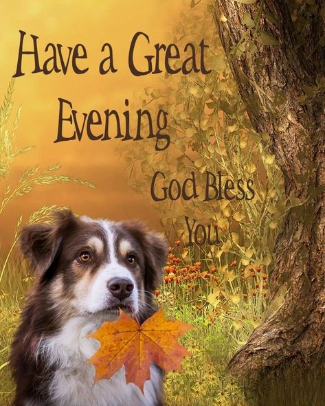 Great Evening Dog Quote Pictures, Photos, and Images for Facebook, Tumblr, Pinterest, and Twitter Have A Great Evening, Good Night Cat, Good Evening Wishes, Evening Quotes, Quote Pictures, Dog Quote, Good Night Blessings, Tumblr Image, Good Night Wishes