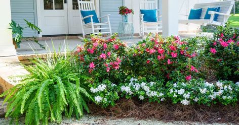 Plant your garden masterpiece with Encore Azaleas. You'll love reblooming Encore Azaleas for their cold hardiness, sun tolerance, and three seasons of blooms. Azaleas Landscaping, Azaleas Care, Encore Azaleas, Gardening Inspiration, Front Landscaping, Front House, Garden Rooms, Gardening Advice, Summer Is Here