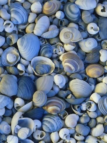 Photographic Print: Poster of Clams by Scott T. Smith : 24x18in Bear Lake Utah, Ocean Stuff, She Sells Seashells, Utah Usa, I Love The Beach, Shell Beach, Bear Lake, Nature Images, Happy Colors