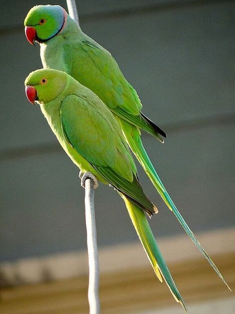 Green Parrot Bird, Ringneck Parrot, Ring Necked Parakeet, Parrot Wallpaper, Indian Ringneck, Australian Parrots, Dove Pictures, Parrot Pet, Funny Parrots