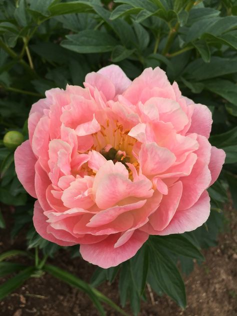 Coral Sunset, Deer Proof, Botanical Photography, Classic Flower, Peony Flower, Flower Pictures, Cottage Garden, Spring Flowers, Garden Landscaping