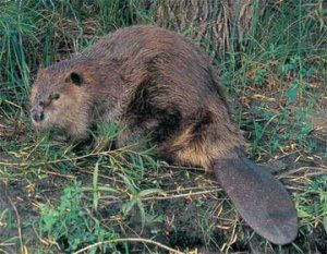 North American beaver North American Beaver, Busy Beaver, Creation Science, Animals Information, Fur Trade, National Animal, Endangered Animals, Backyard For Kids, Animal Facts